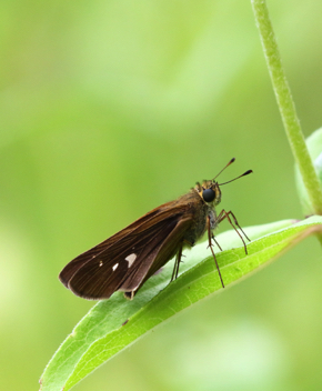 Ocola Skipper